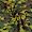 Sweatshirt lime camouflage borstad